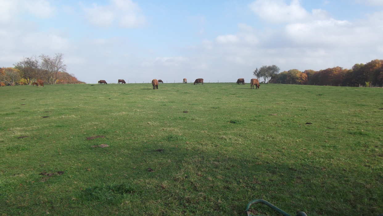 Weide bei Hochscheid